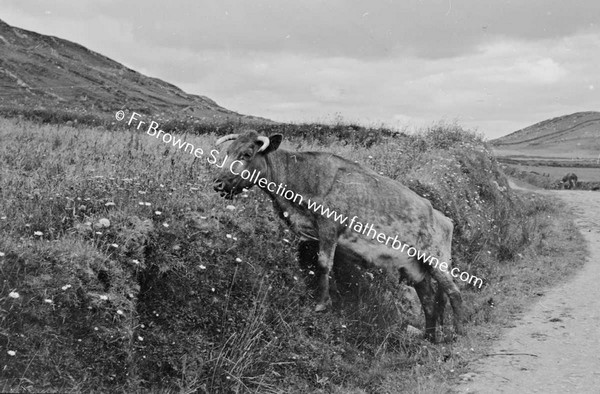 COW TRYING TO EAT FROM FIELD OVER WALL